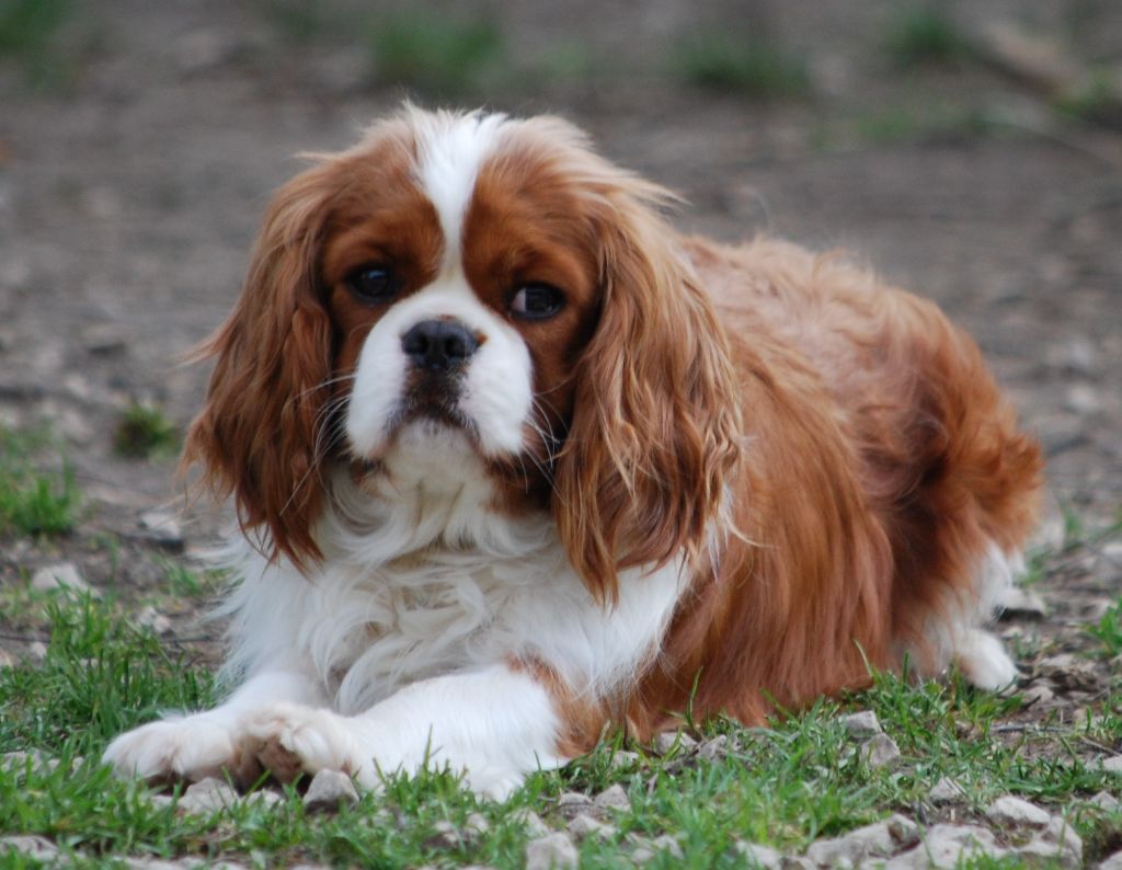 Les Cavalier King Charles Spaniel de l'affixe Des Collines d'Iowa