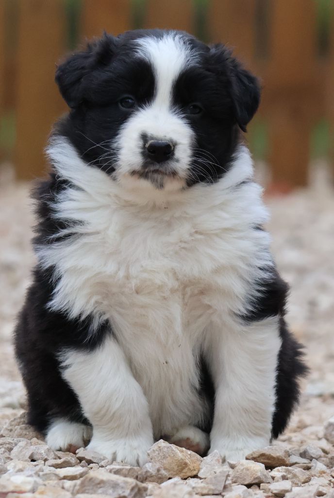 Des Collines d'Iowa - Chiot disponible  - Berger Australien