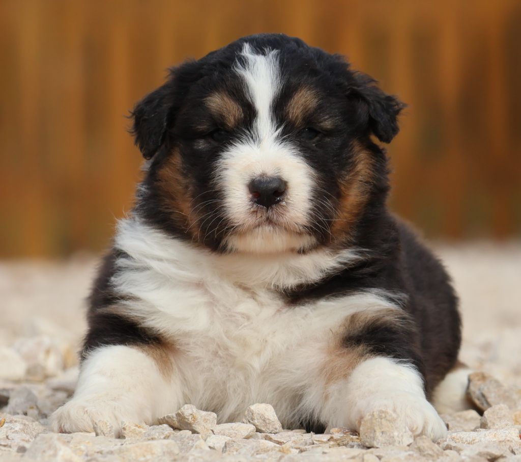 Des Collines d'Iowa - Chiot disponible  - Berger Australien