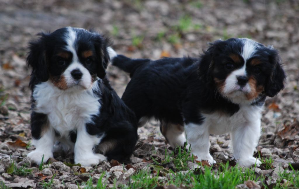 chiot Cavalier King Charles Spaniel Des Collines d'Iowa