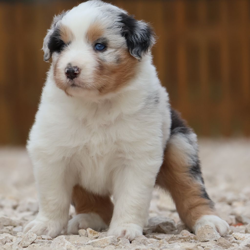 Des Collines d'Iowa - Chiot disponible  - Berger Australien