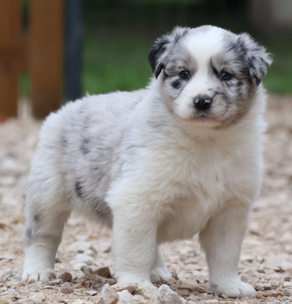 Des Collines d'Iowa - Chiot disponible  - Berger Australien