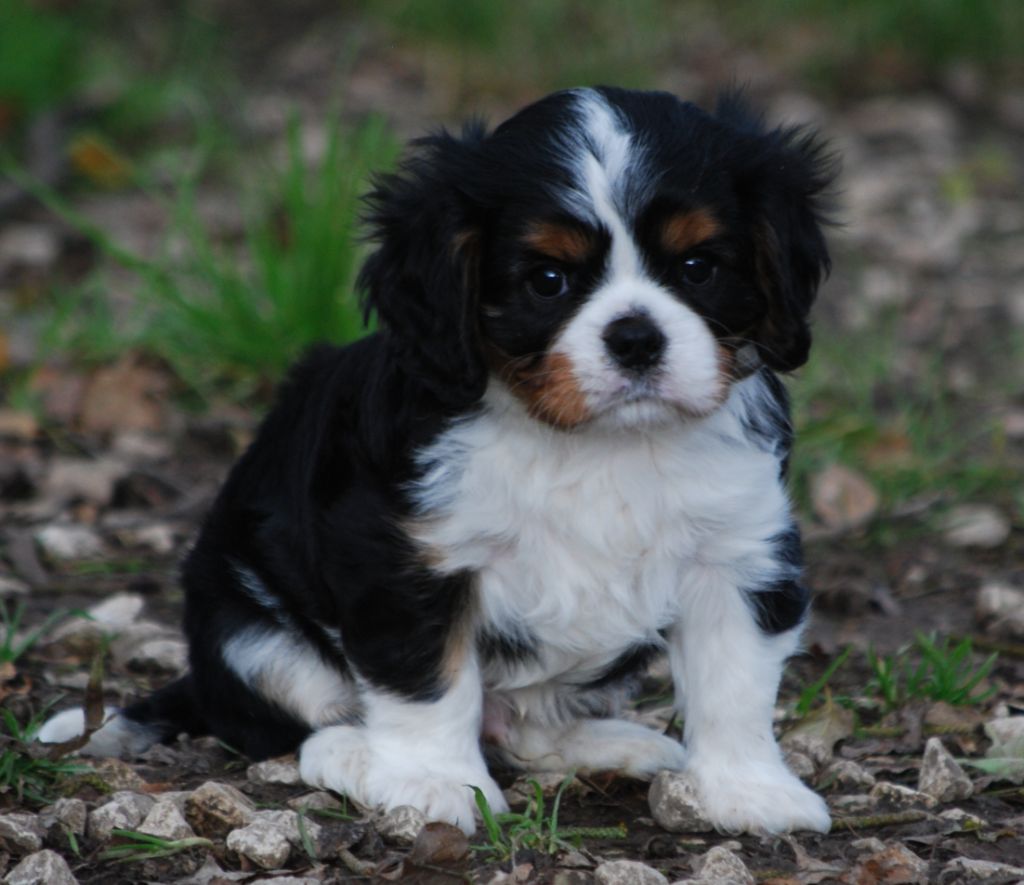 Des Collines d'Iowa - Chiot disponible  - Cavalier King Charles Spaniel