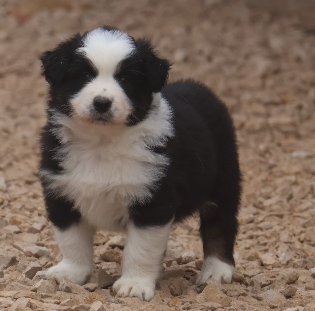 Des Collines d'Iowa - Chiot disponible  - Berger Australien