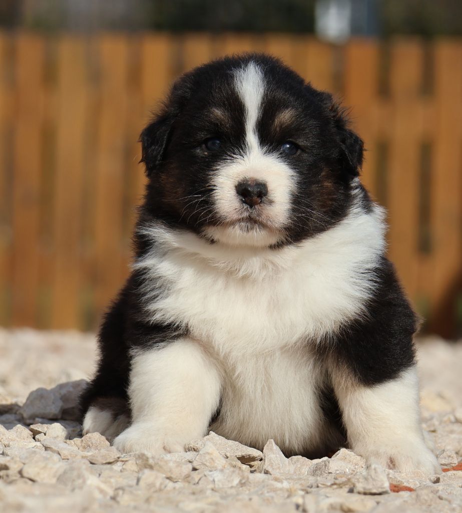 Des Collines d'Iowa - Chiot disponible  - Berger Australien