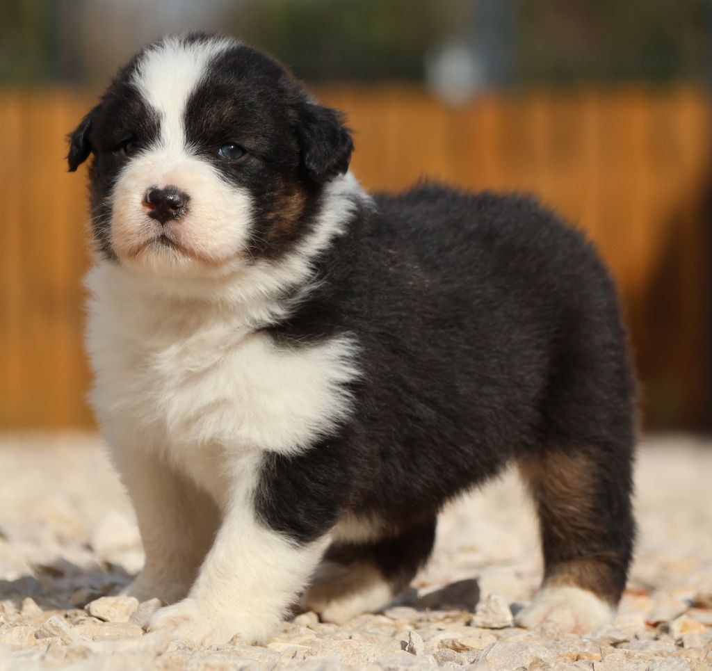 Des Collines d'Iowa - Chiot disponible  - Berger Australien