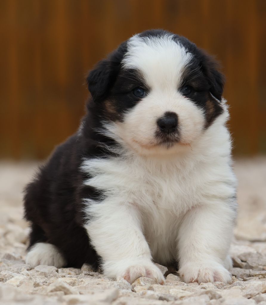 Des Collines d'Iowa - Chiot disponible  - Berger Australien