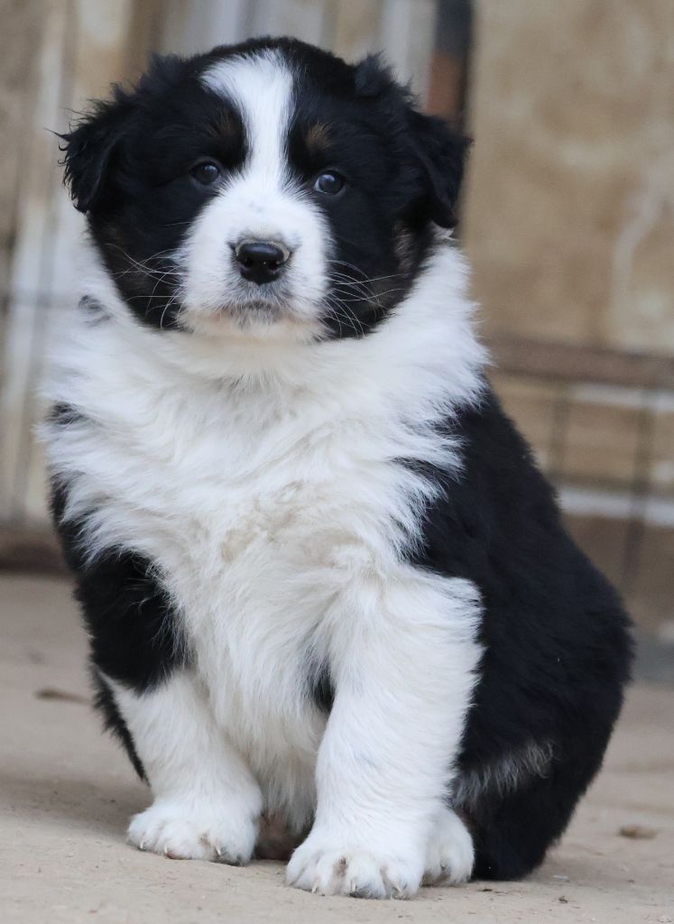 Des Collines d'Iowa - Chiot disponible  - Berger Australien