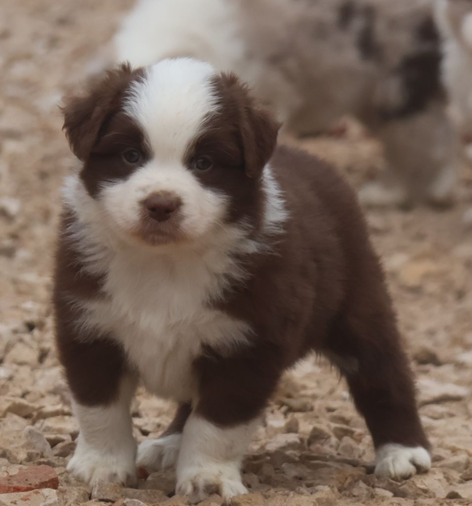 Des Collines d'Iowa - Chiot disponible  - Berger Australien