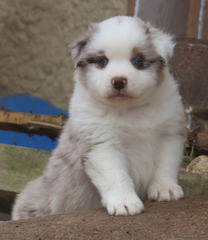 Des Collines d'Iowa - Chiot disponible  - Berger Australien