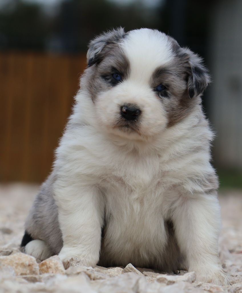 Des Collines d'Iowa - Chiot disponible  - Berger Australien