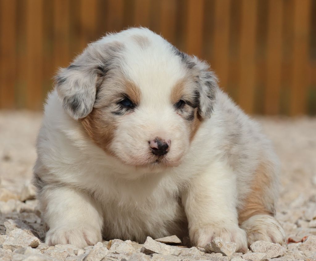 Des Collines d'Iowa - Chiot disponible  - Berger Australien