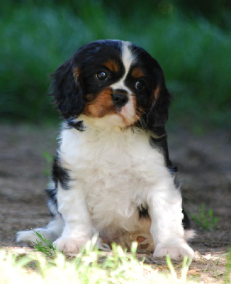 Des Collines d'Iowa - Cavalier King Charles Spaniel - Portée née le 01/04/2024