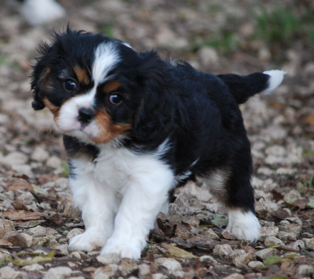 Des Collines d'Iowa - Chiot disponible  - Cavalier King Charles Spaniel