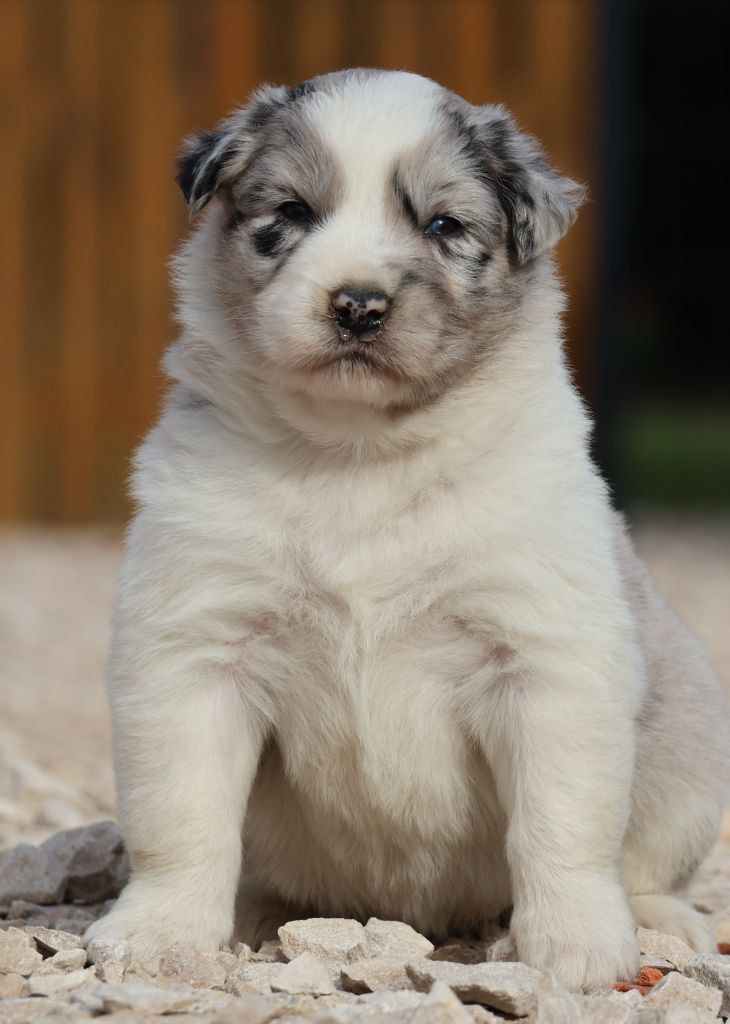 Des Collines d'Iowa - Chiot disponible  - Berger Australien