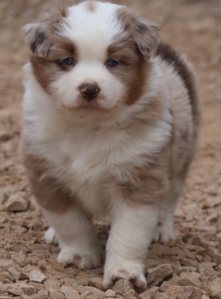 Des Collines d'Iowa - Chiot disponible  - Berger Australien