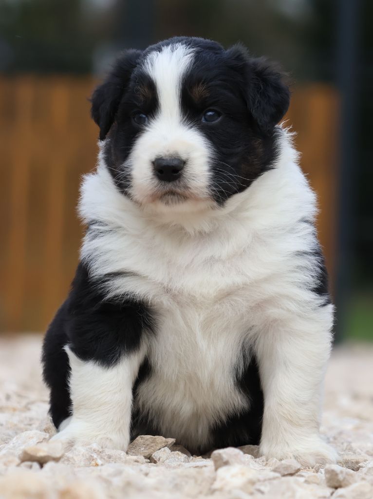 Des Collines d'Iowa - Chiot disponible  - Berger Australien