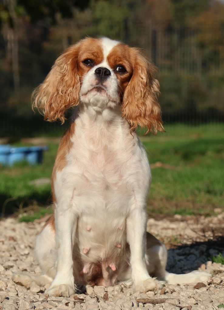 Tia De L'Etoile Du Verger