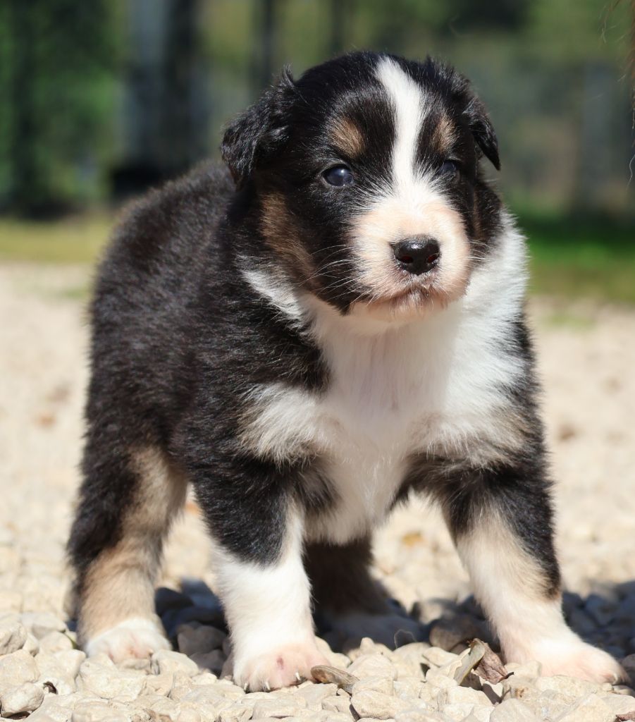 Des Collines d'Iowa - Chiots disponibles - Berger Australien