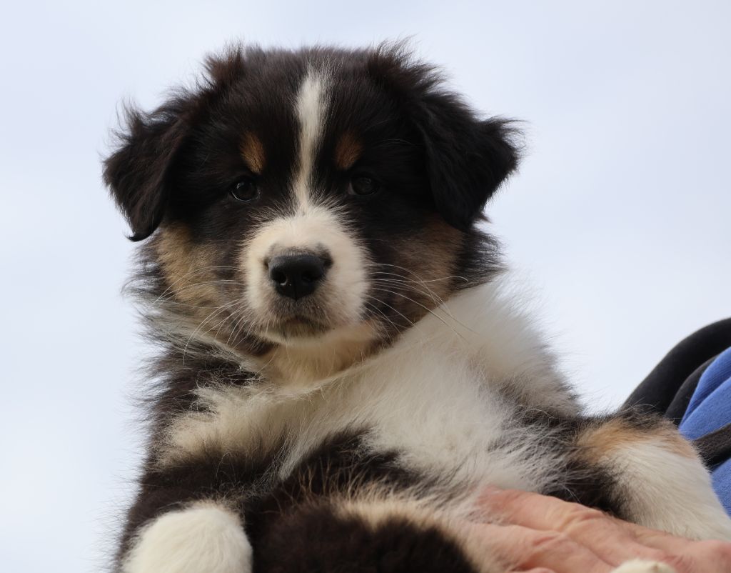 Des Collines d'Iowa - Chiots disponibles - Berger Australien