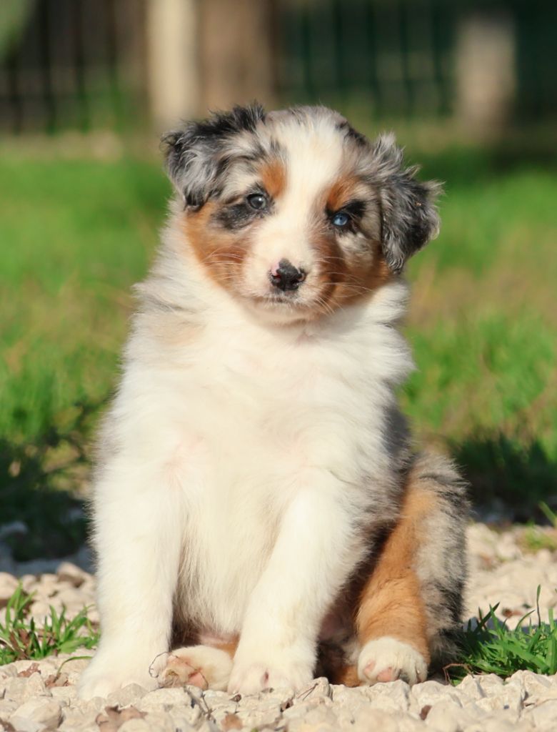 Des Collines d'Iowa - Chiots disponibles - Berger Australien