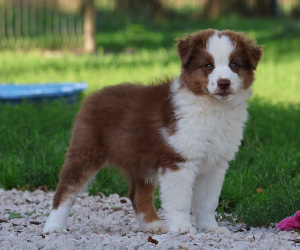 Des Collines d'Iowa - Chiots disponibles - Berger Australien
