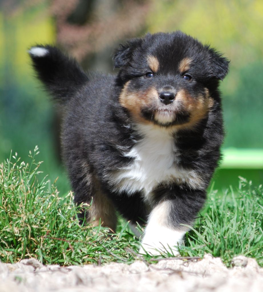 Des Collines d'Iowa - Berger Australien - Portée née le 07/03/2024