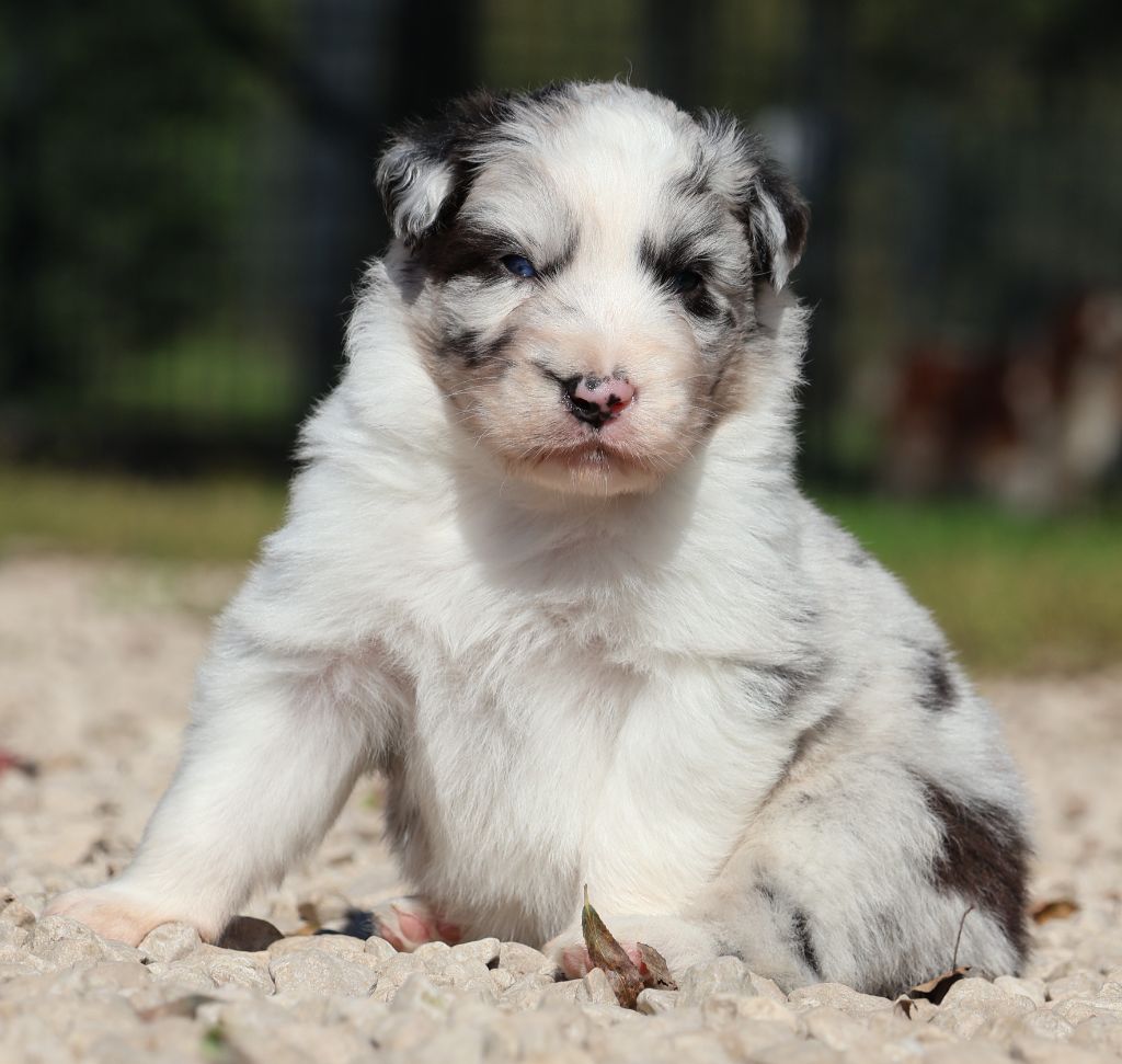 Des Collines d'Iowa - Chiots disponibles - Berger Australien
