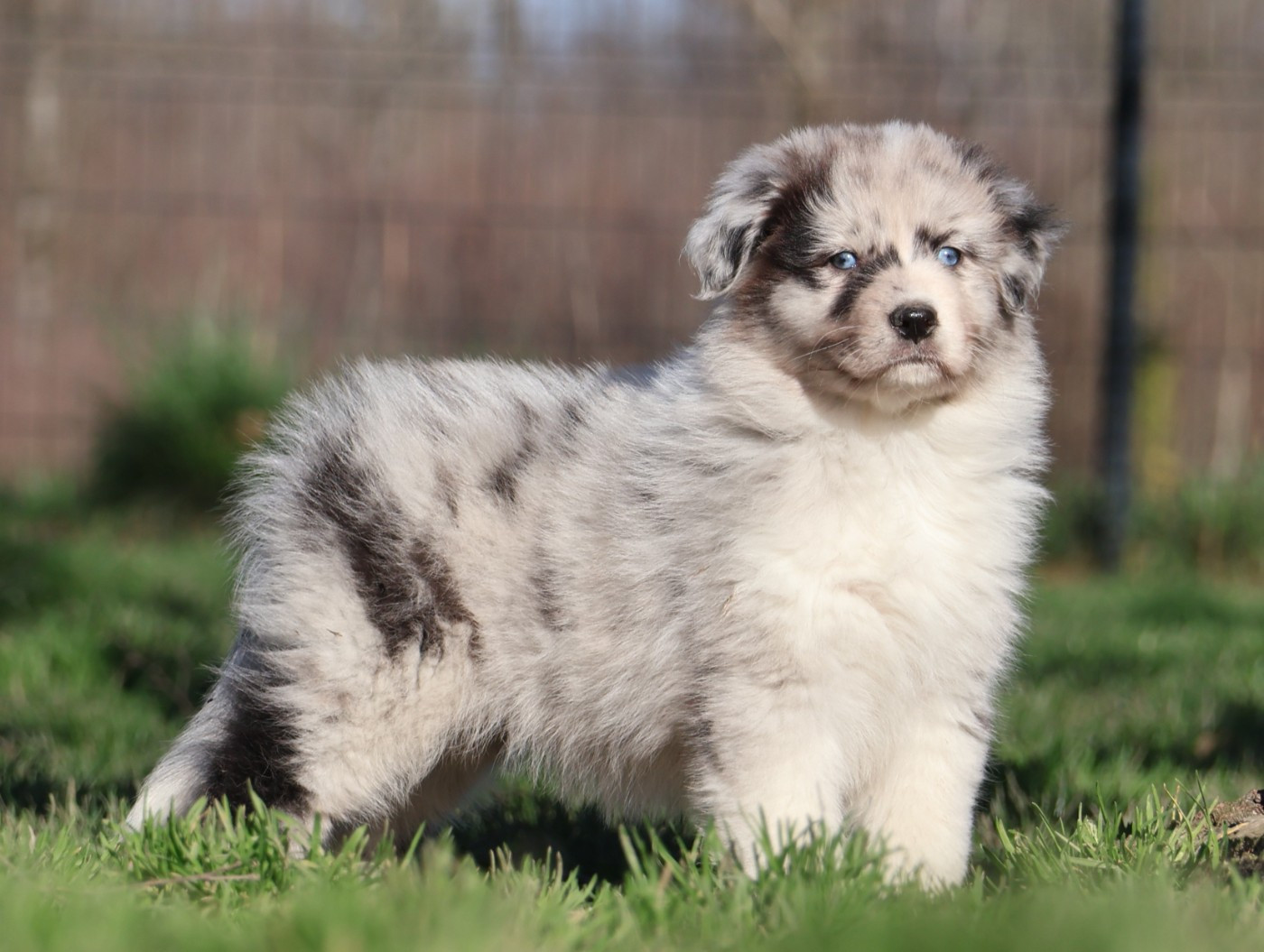 Des Collines d'Iowa - Chiots disponibles - Berger Australien