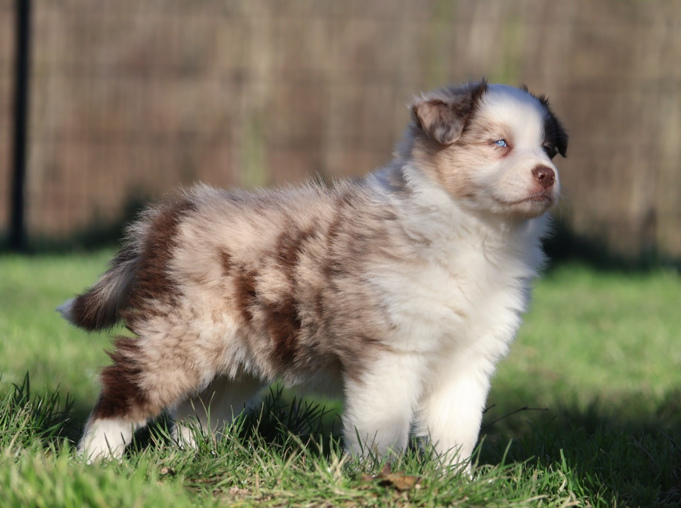 Des Collines d'Iowa - Chiots disponibles - Berger Australien