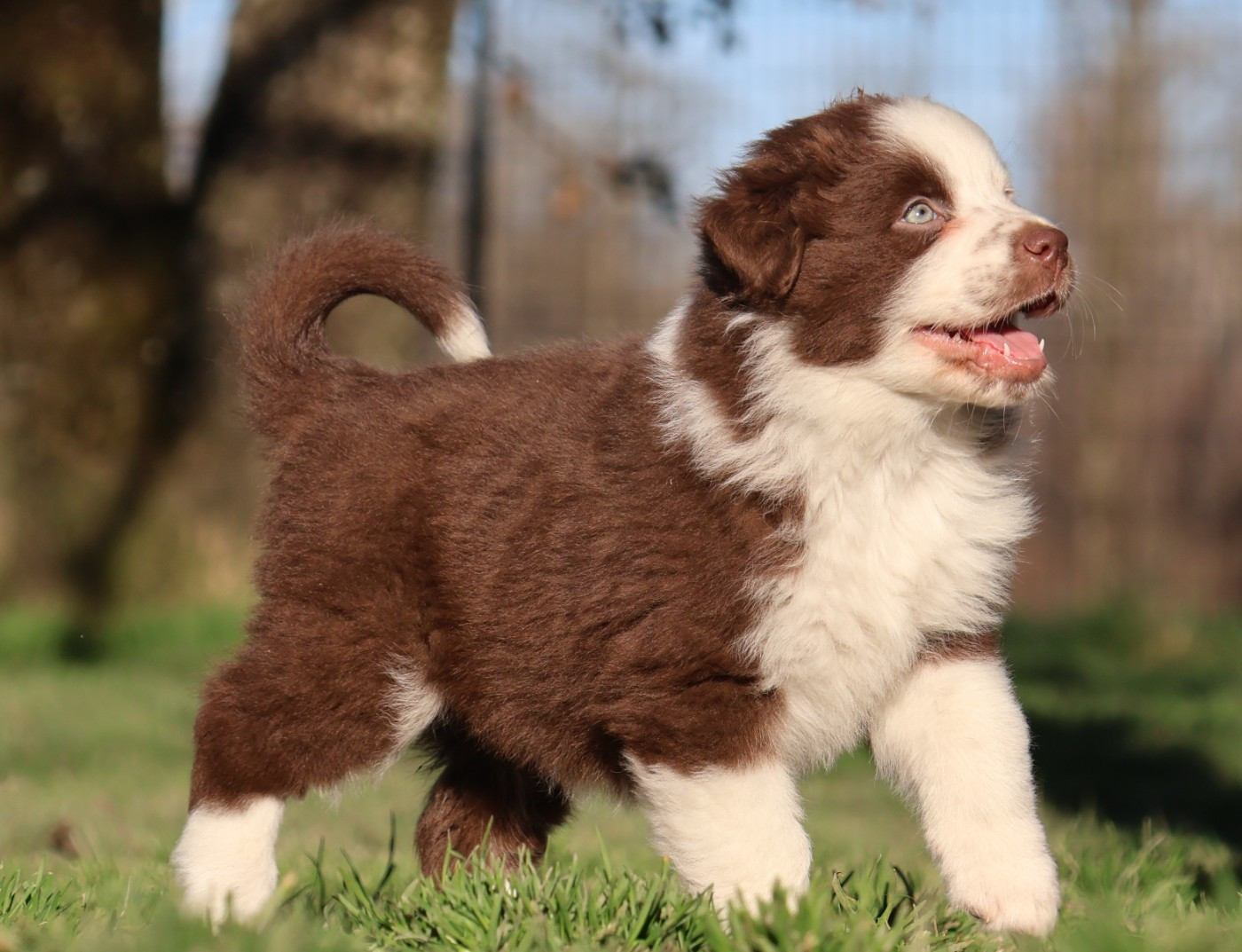 Des Collines d'Iowa - Chiots disponibles - Berger Australien