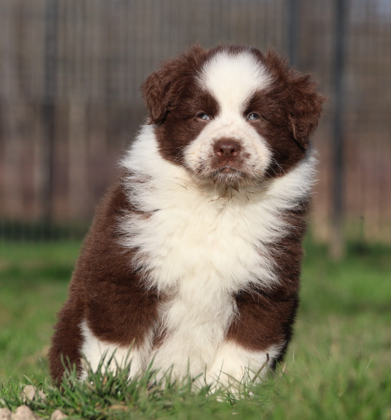Des Collines d'Iowa - Chiots disponibles - Berger Australien