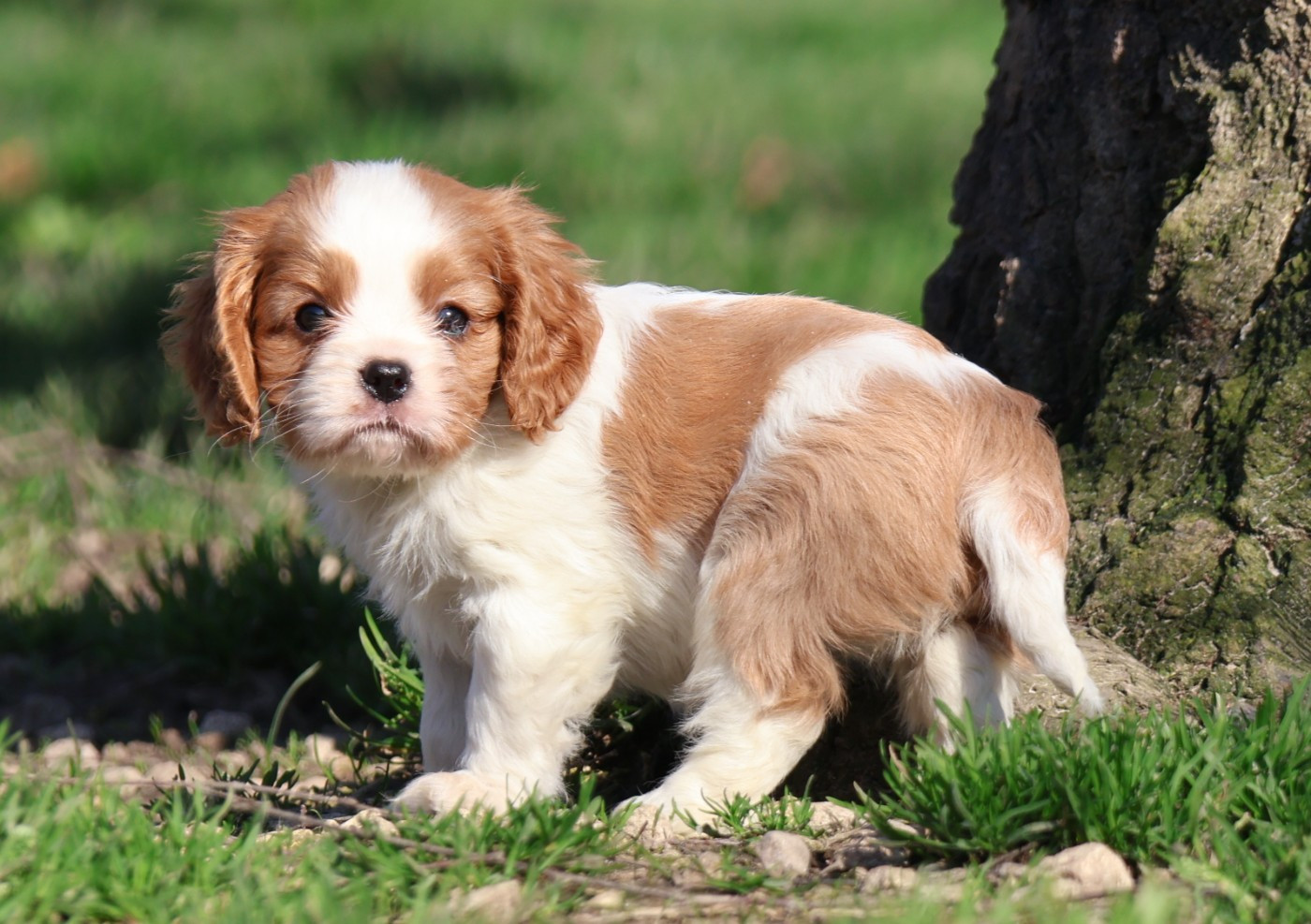 Des Collines d'Iowa - Cavalier King Charles Spaniel - Portée née le 11/01/2026