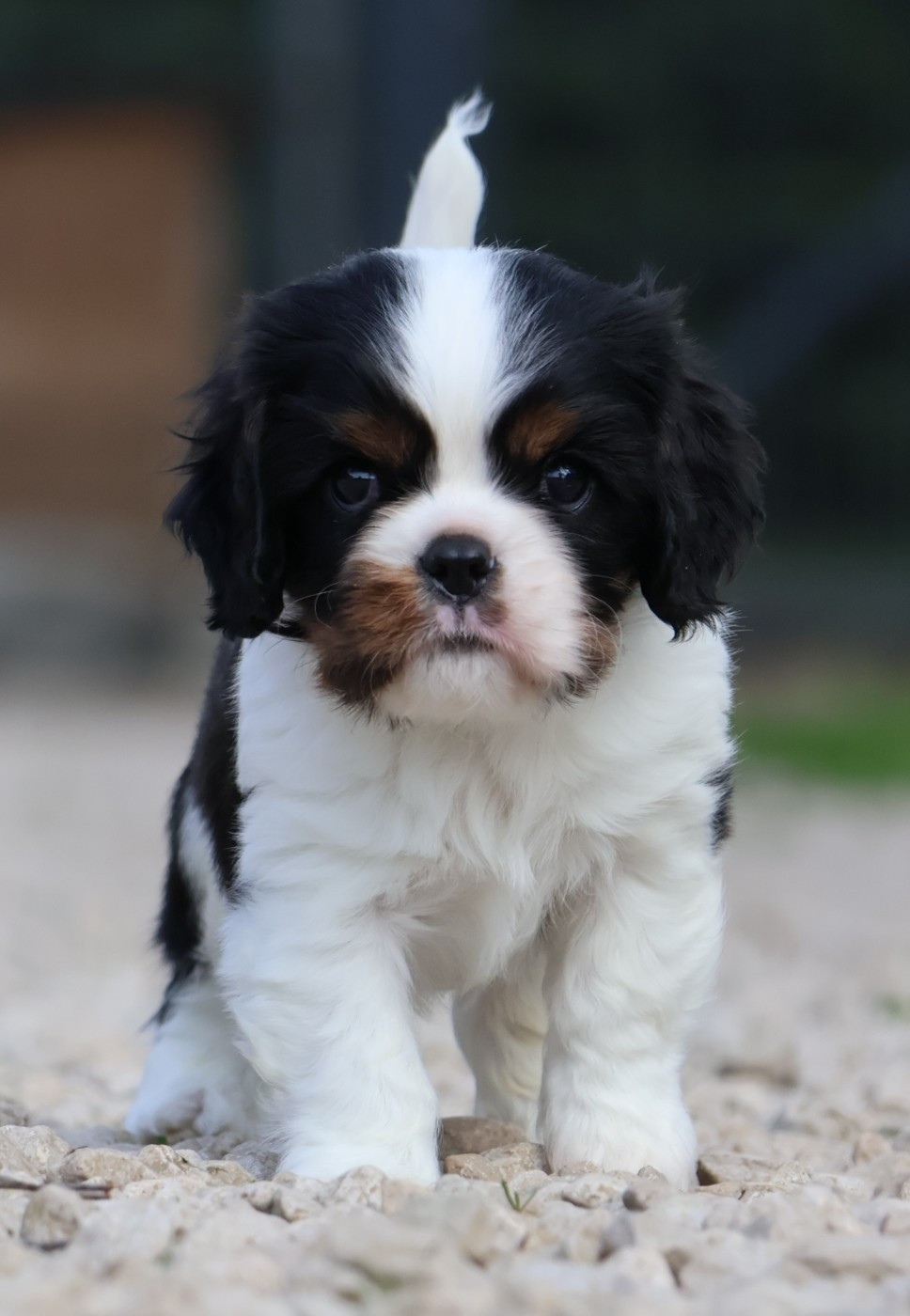 Des Collines d'Iowa - Chiots disponibles - Cavalier King Charles Spaniel