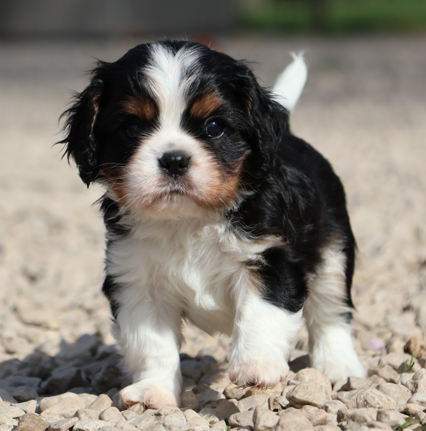 Des Collines d'Iowa - Chiots disponibles - Cavalier King Charles Spaniel
