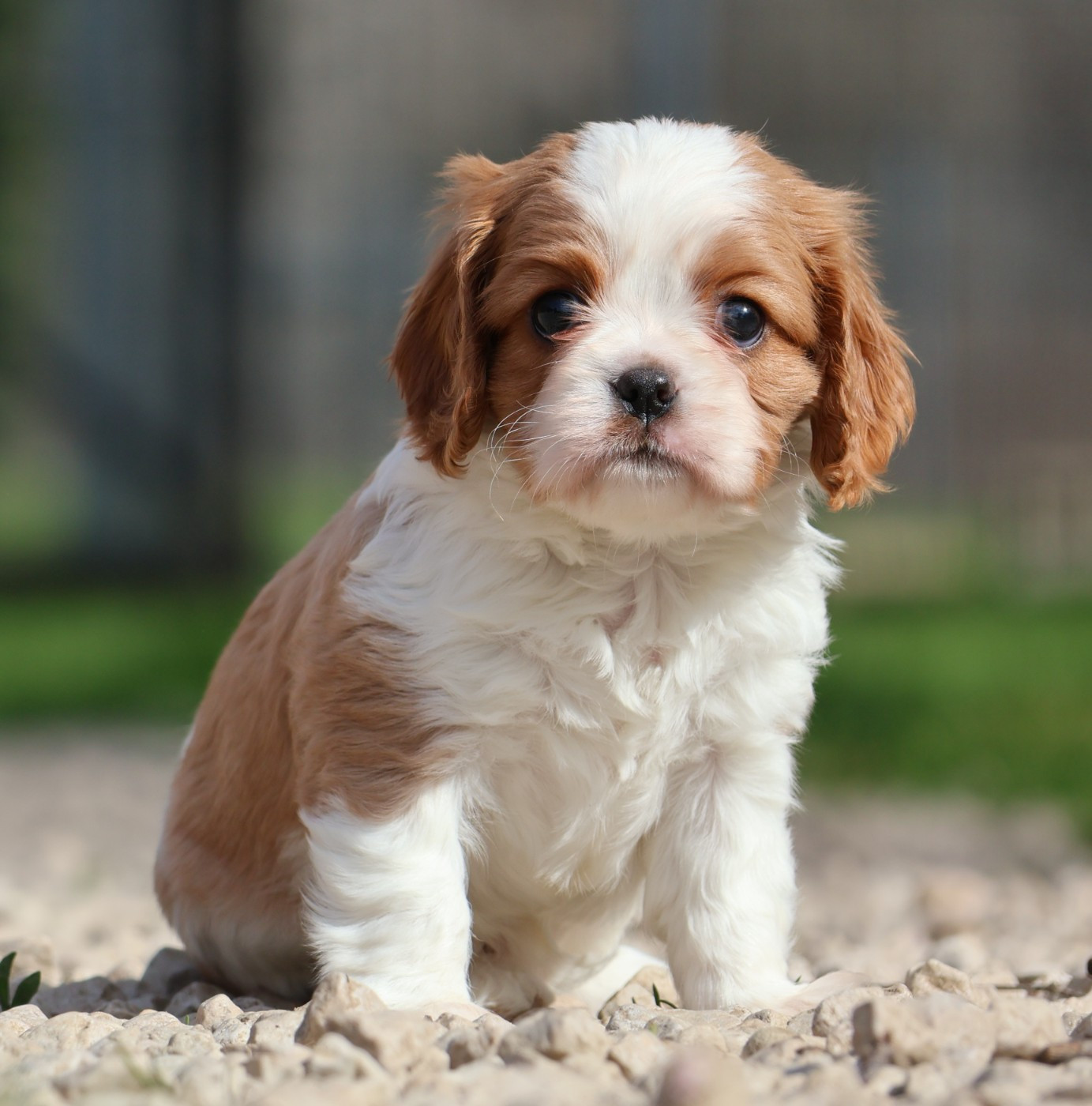 Des Collines d'Iowa - Cavalier King Charles Spaniel - Portée née le 03/02/2026