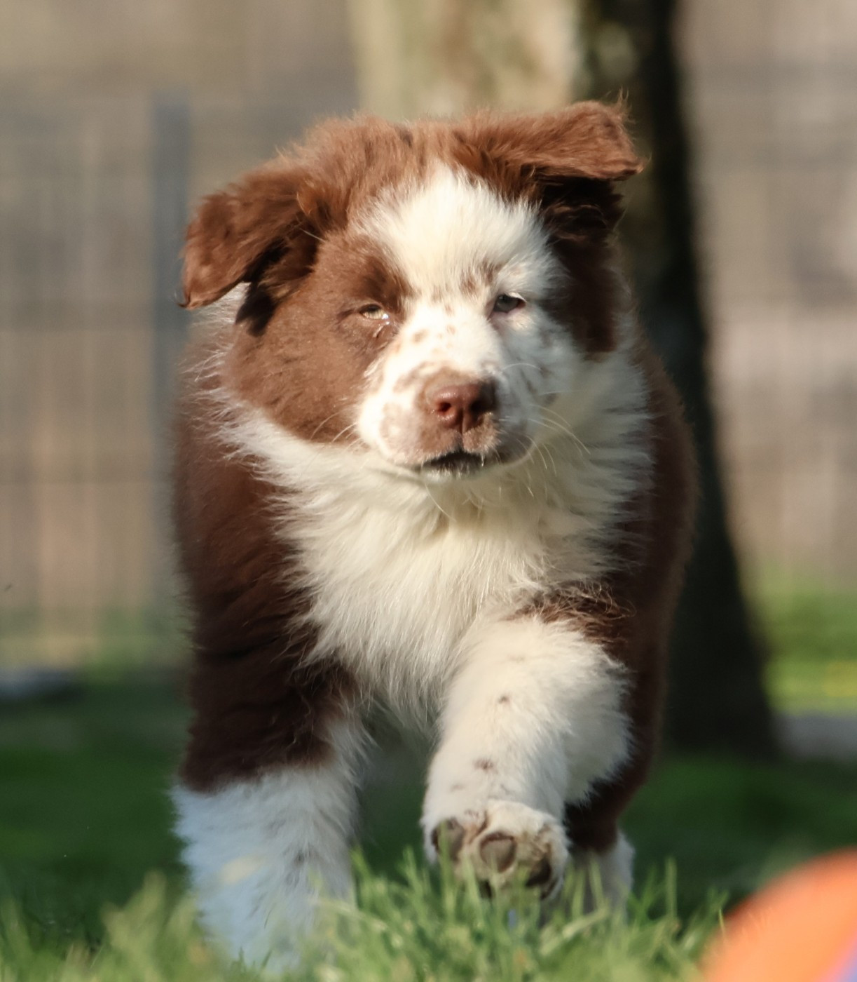 Des Collines d'Iowa - Chiots disponibles - Berger Australien