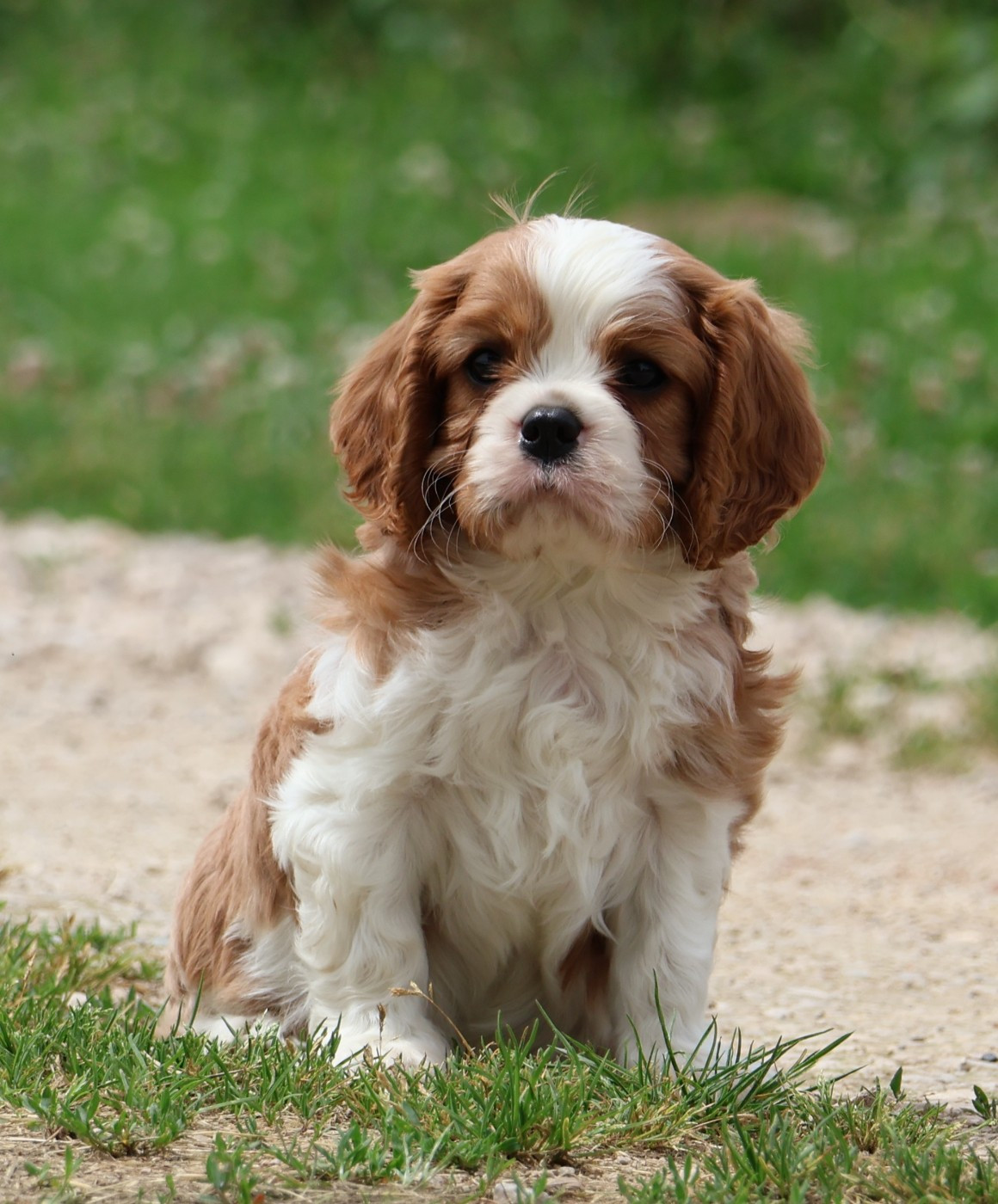 Des Collines d'Iowa - Chiots disponibles - Cavalier King Charles Spaniel