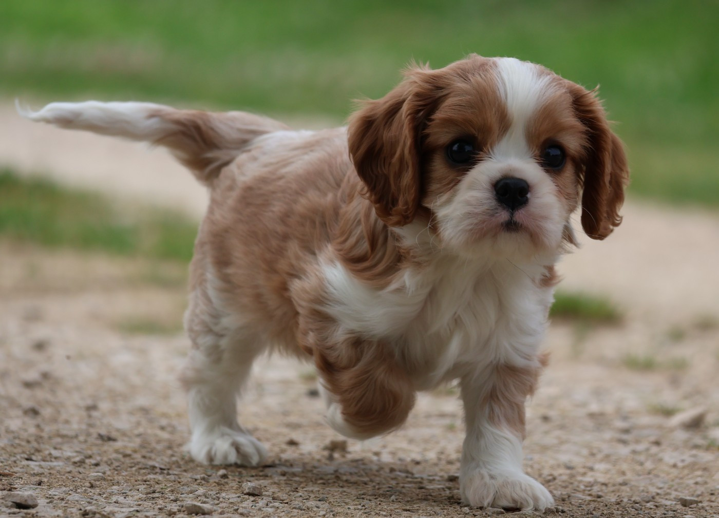 Des Collines d'Iowa - Chiots disponibles - Cavalier King Charles Spaniel