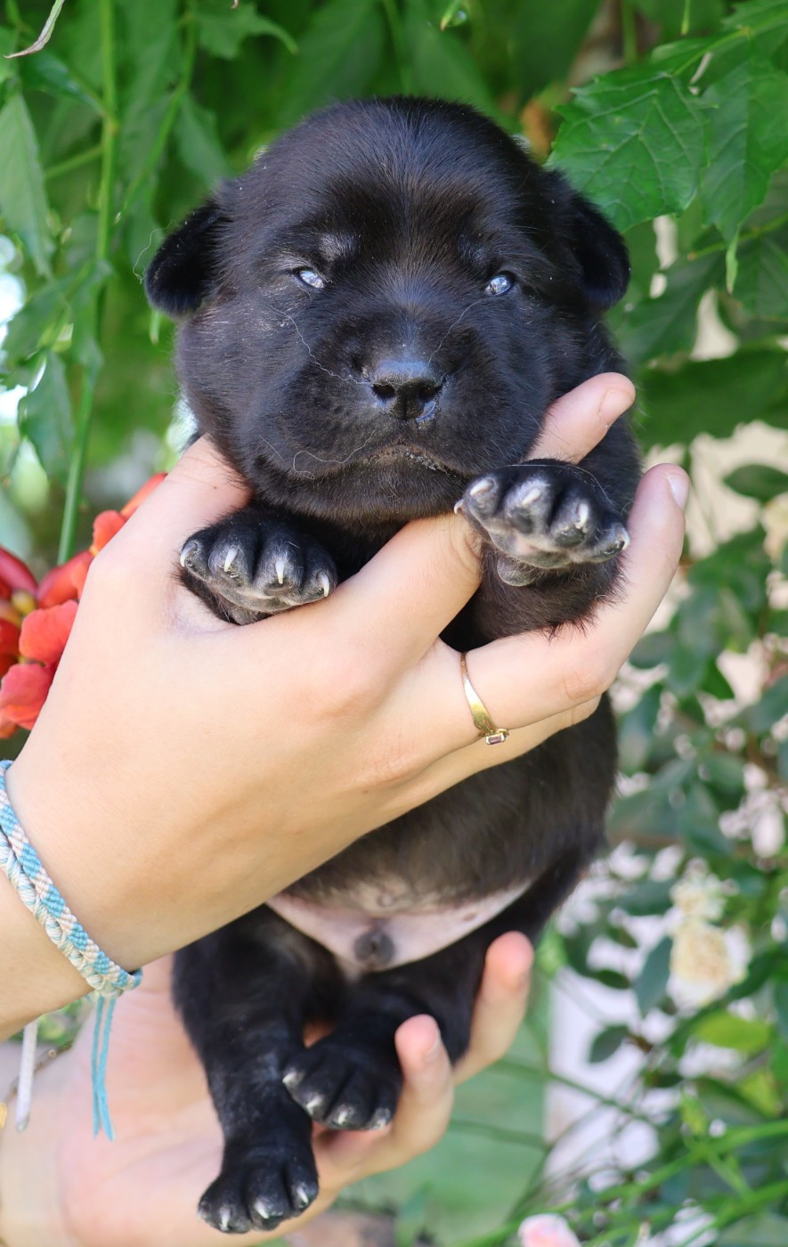 Des Collines d'Iowa - Chiots disponibles - Cao Fila de São Miguel