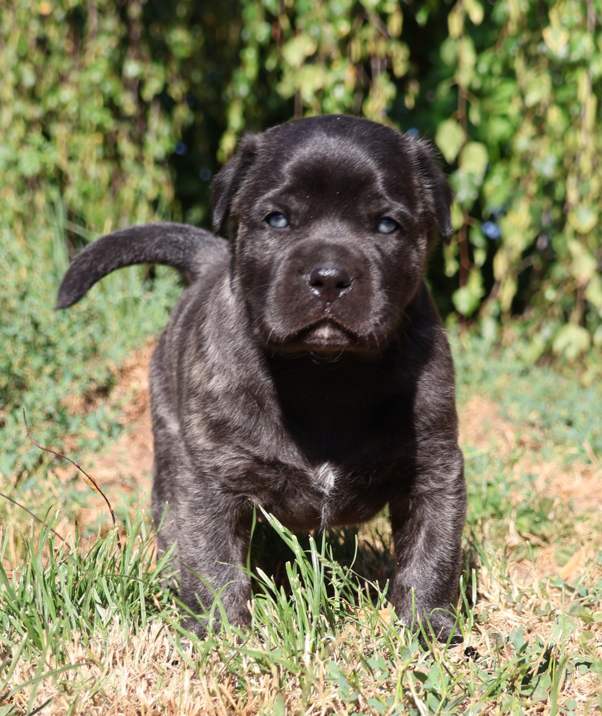 Des Collines d'Iowa - Chiots disponibles - Cao Fila de São Miguel