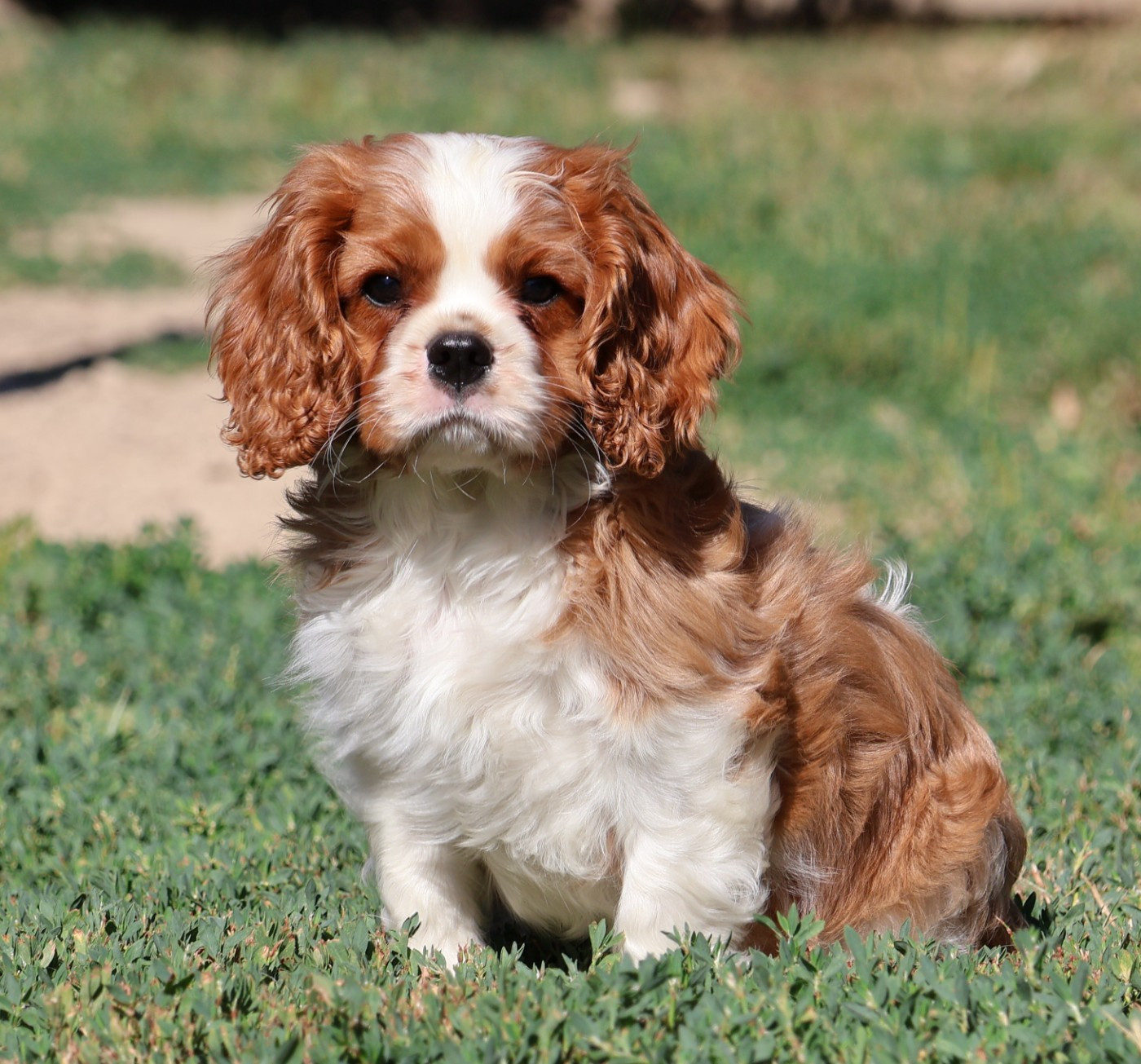 Des Collines d'Iowa - Chiots disponibles - Cavalier King Charles Spaniel