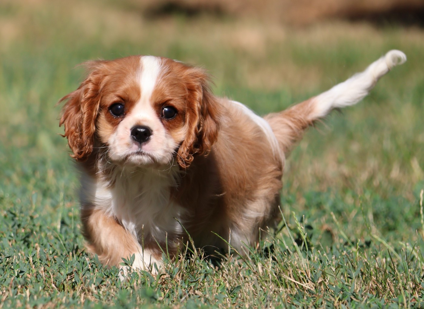 Des Collines d'Iowa - Chiots disponibles - Cavalier King Charles Spaniel