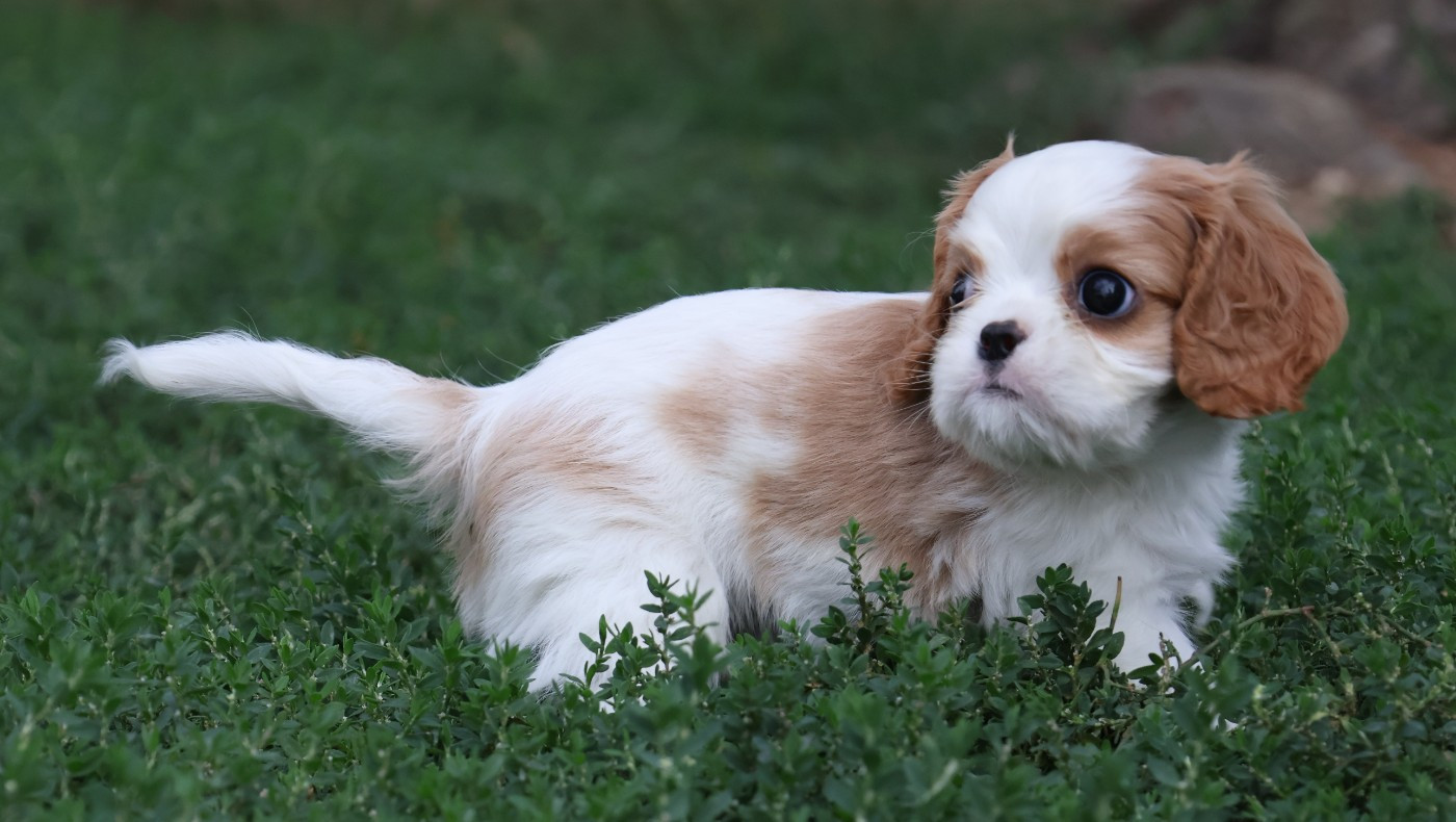 Des Collines d'Iowa - Chiots disponibles - Cavalier King Charles Spaniel