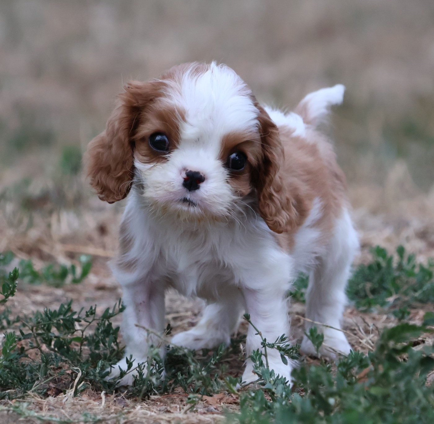 Des Collines d'Iowa - Chiots disponibles - Cavalier King Charles Spaniel