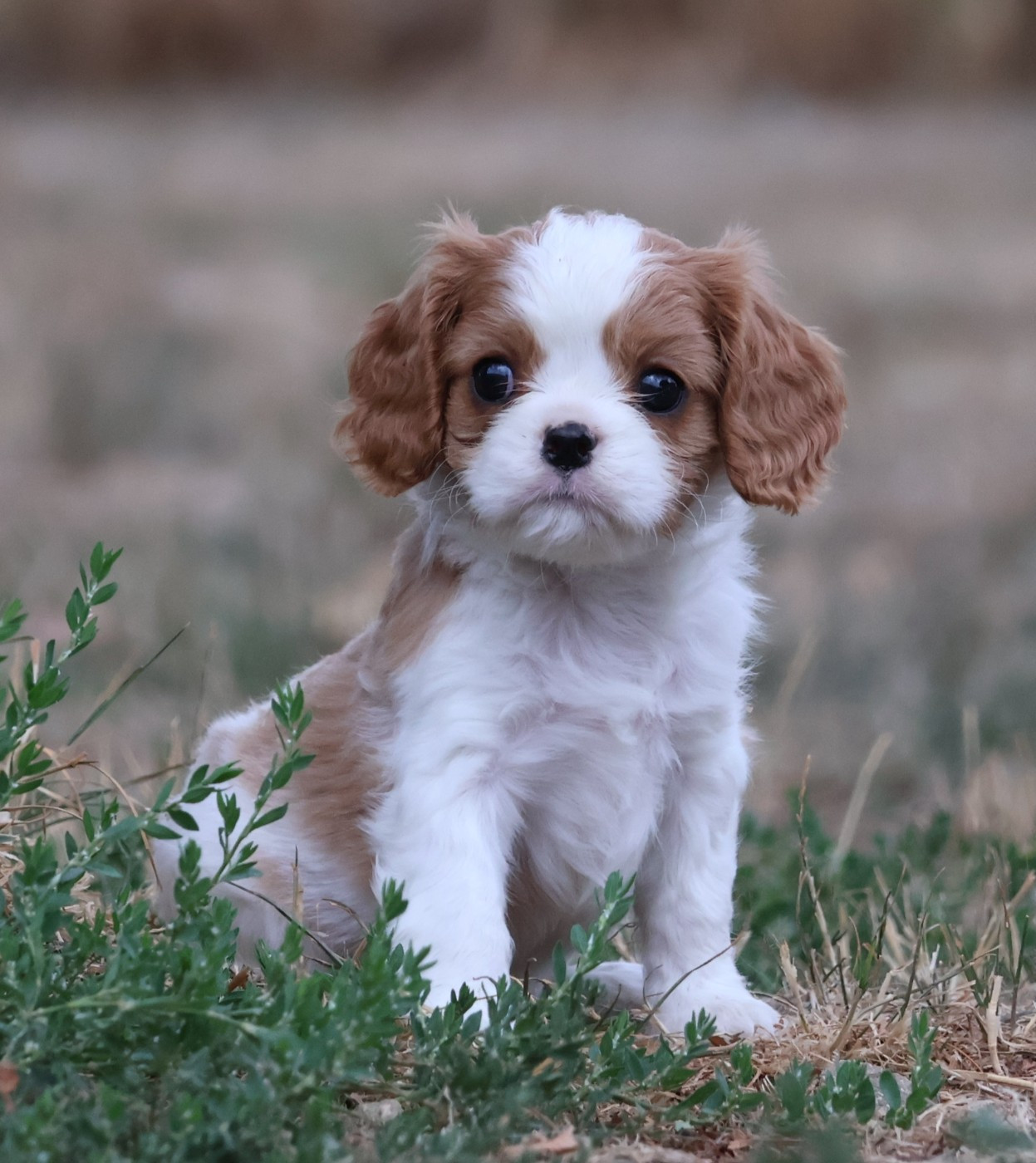 Des Collines d'Iowa - Chiots disponibles - Cavalier King Charles Spaniel