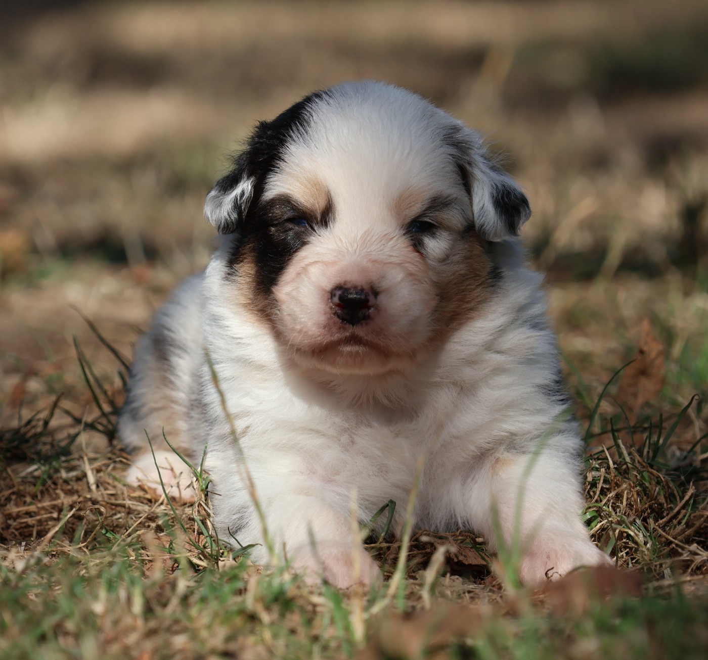 Des Collines d'Iowa - Chiots disponibles - Berger Australien