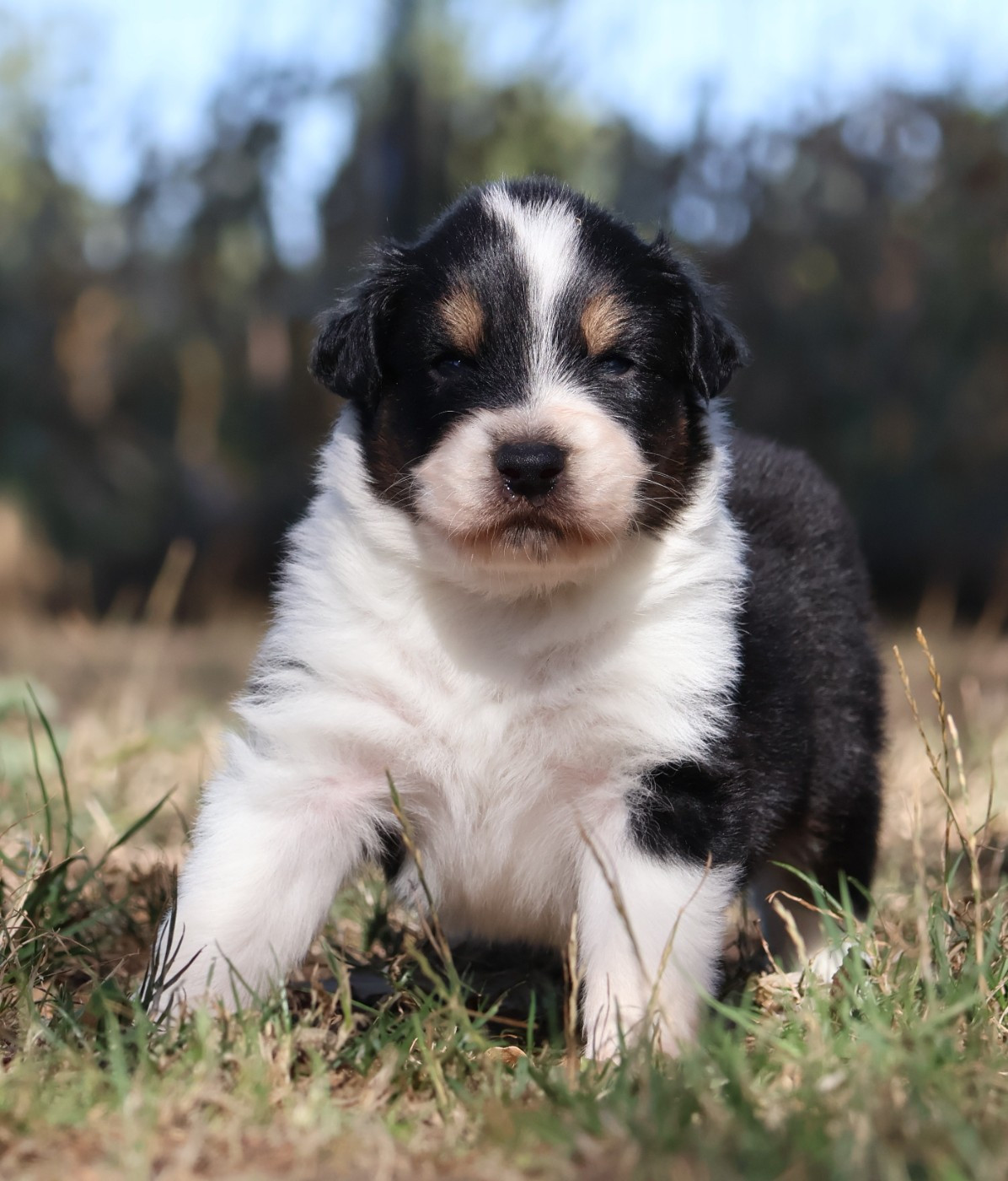 Des Collines d'Iowa - Chiots disponibles - Berger Australien