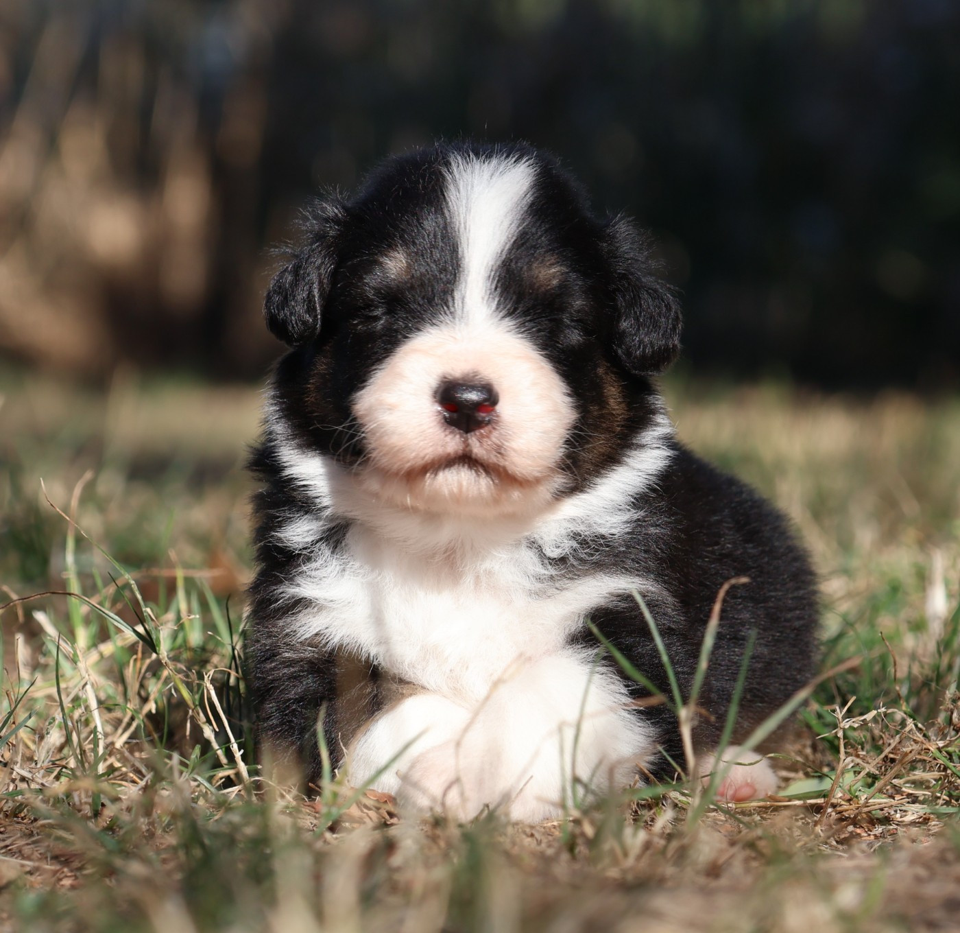Des Collines d'Iowa - Chiots disponibles - Berger Australien
