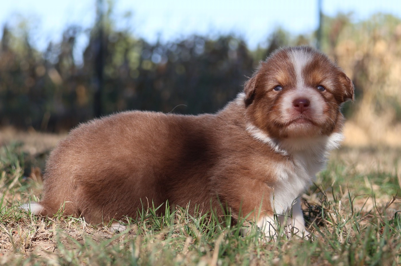 Des Collines d'Iowa - Chiots disponibles - Berger Australien